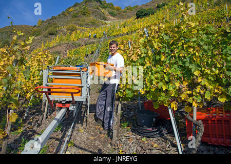 Harvest hand, grape harvest with rack railway at the steep Calmont vineyard, Bremm, Moselle, Rhineland-Palatinate, Germany, Europe Stock Photo