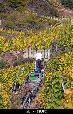 Grape harvest with monorack railway at the steep Calmont vineyard, Bremm, Moselle, Rhineland-Palatinate, Germany, Europe Stock Photo