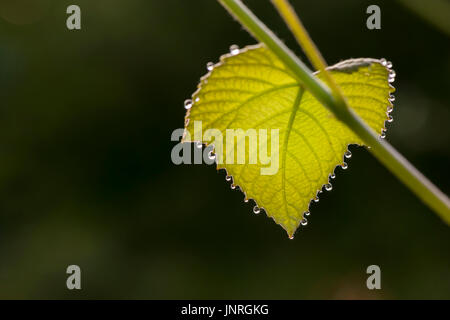 MORNING DEW DROPS ON GRAPE LEAF Stock Photo
