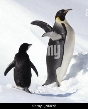 Adelie penguin 様オーダー Adelie penguin 様オーダー Adelie Penguins Felt Sewing