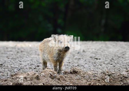 Small wild boar in the forest in the springtime Stock Photo