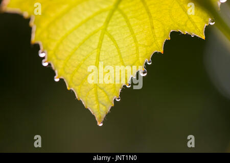 MORNING DEW DROPS ON GRAPE LEAF Stock Photo