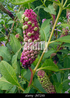 American Pokeweed Plant Phytolacca americana fruiting bodies Stock Photo