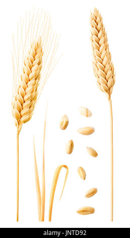 Isolated wheat collection. Two ripe wheat ears on stems, leaves and peeled grains isolated on white background with clipping path Stock Photo