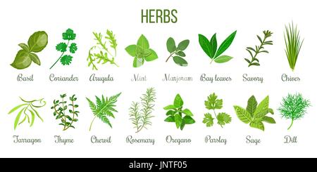 Big icon set of popular culinary herbs. realistic style. Basil, coriander, mint, rosemary, basil, sage, thyme, parsley etc. For cosmetics, store, heal Stock Vector