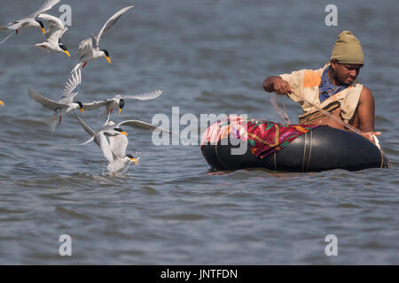 Fisherman, River Tern at Veer Dam, Pune Stock Photo