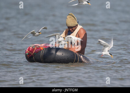 Fisherman, River Tern at Veer Dam, Pune Stock Photo