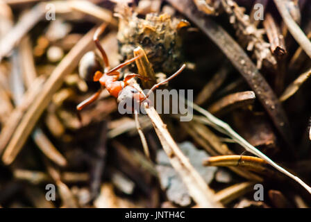 The strong ant carrying a straw. Very detailed macro shot. Stock Photo