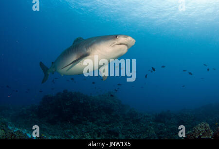Tiger shark in Hawaii Stock Photo