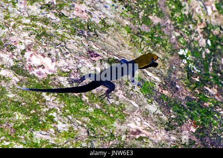 Yellow-headed gecko (Gonatodes albogularis) feeding on a trunk of a tree (Costa Rica, Manzanillo). Stock Photo