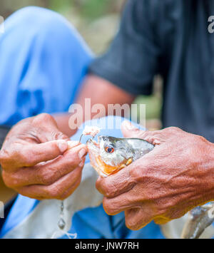Piranha Hooked Hanging By Hook In Fishing Line Stock Photo