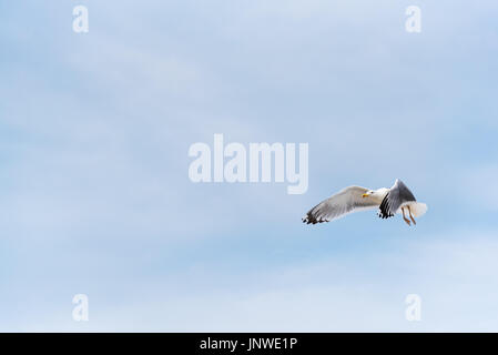 A seagull flying, a blue sky in the background, copyspace Stock Photo