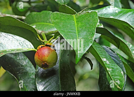 Ripening purple mangosteen, Garcinia Mangostana, fruit growing in tree from Kerala, India Stock Photo