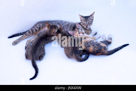 3 kittens with their mother, two kittens are sucling from their mother and have their backs to the camera, one kitten and the mother are looking at th Stock Photo