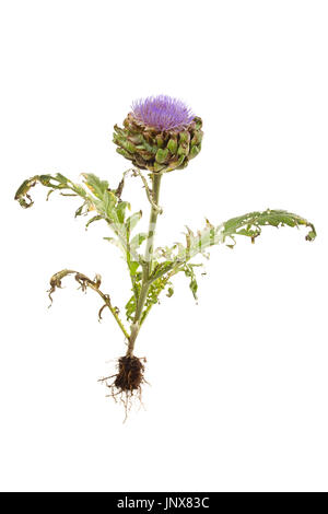 whole globe artichoke plant on white background Stock Photo