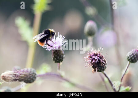 Glasgow, UK. 31st Jul, 2017. UK Weather. Bees collect pollen from Thistle flowers by the side of the road Credit: Tony Clerkson/Alamy Live News Stock Photo