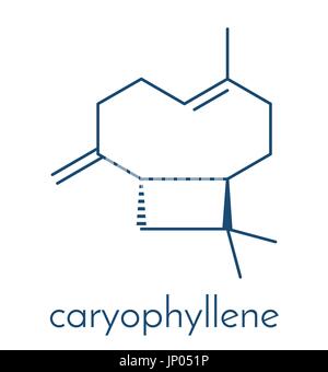 Caryophyllene molecule. Constituent of multiple herbal essential oils, including clove oil. Skeletal formula. Stock Vector