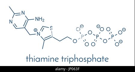 Thiamine triphosphate molecule. Skeletal formula. Stock Vector