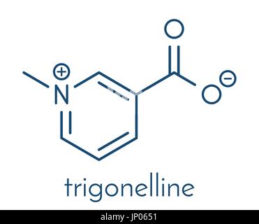 Trigonelline molecule. Metabolite of niacin (vitamin B3) but also found in a number of plants, including fenugreek. Skeletal formula. Stock Vector