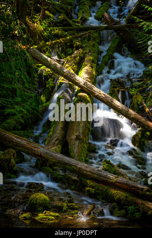 Upper Proxy Falls in Oregon's Three Sisters Wilderness