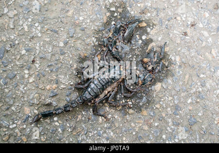 Asian giant forest scorpion was hit by a car on the road Stock Photo