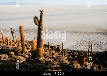 Isla del pescado (Fish island), Uyuni salt flats, Bolivia, South America Stock Photo