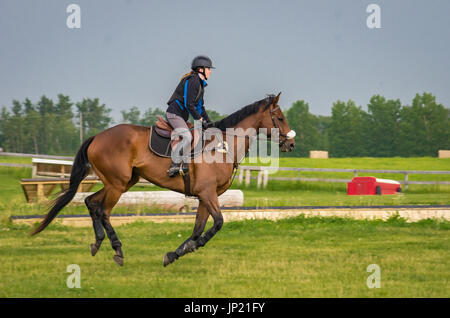 Young female equestrian rider galloping across a green field on a tall gelding horse at an equine training facility near Red Deer, Alberta, Canada Stock Photo