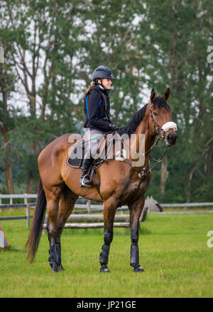 Young woman equestrian rider mounted on a young gelding horse during a training session for jumping competitions waiting in a field of green grass. Stock Photo