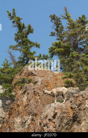 Female Big Horn Sheep (Ovis canadensis) in Jasper National Park, Alberta, Canada Stock Photo