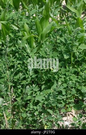 Fat-hen or lamb's quarters, Chenopodium album, flowering weed in a growing maize crop, Berkshire, July Stock Photo