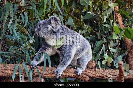 Koala walking on a tree branch eucalyptus in Australia Stock Photo