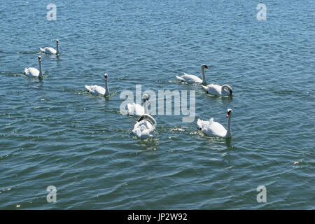 group of white swans swims on blue sea water Stock Photo