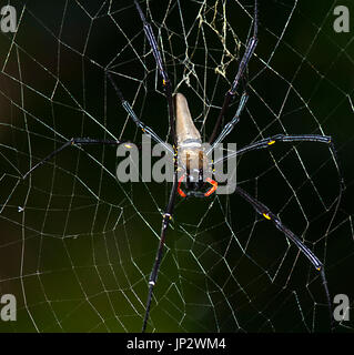 Giant Golden Orb-weaver (Nephila pilipes), sitting on its web, Far North Queensland, FNQ, QLD, Australia Stock Photo