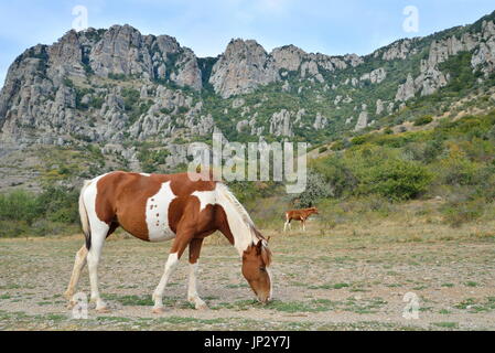 Horse grazing in the valley of ghosts in the vicinity of Alushta. Crimea Stock Photo
