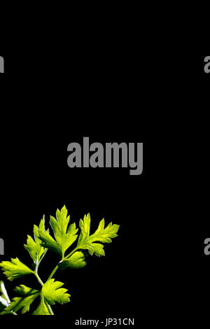 Fresh green parsley leaf isolated on black background. Stock Photo
