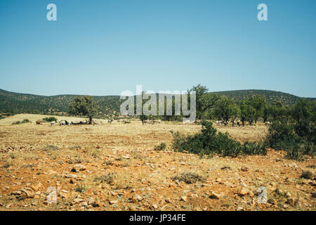 Olive trees growing in a dry landscape in Morocco during the summer. Stock Photo