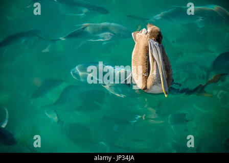 Florida brown pelican floating above a school crevalle jacks at Sailfish Marina on Singer Island in Palm Beach County, Florida. (USA) Stock Photo