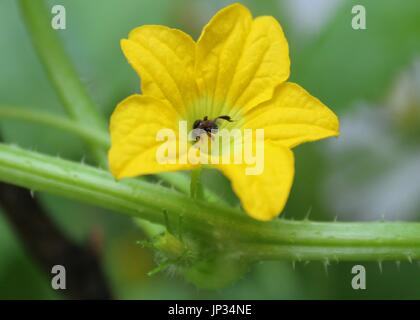 honey bee - small insect on a yellow color cucumber - Cucumis sativus - flower Stock Photo