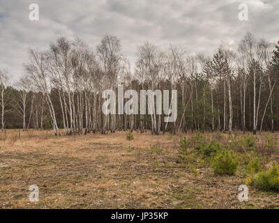 Young pine and birch copse in the Polish forest  with a cloudy sky in a background Stock Photo