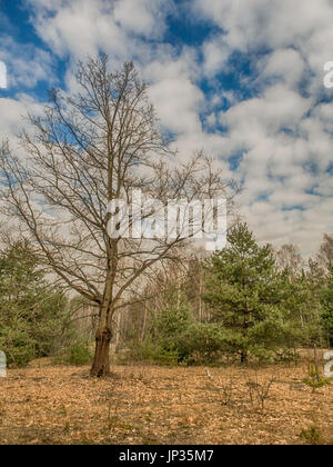 Tree without leaves and young green pine in spring Stock Photo