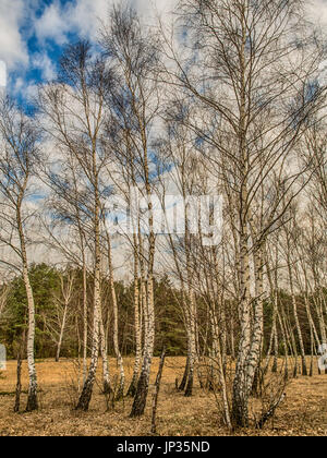 Birch copse  in Polish forest in spring Stock Photo