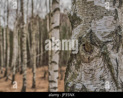 Birch copse  in Polish forest in spring Stock Photo