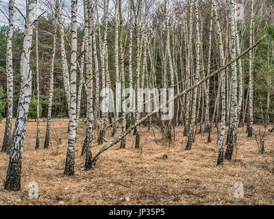 Birch copse  in Polish forest in spring Stock Photo