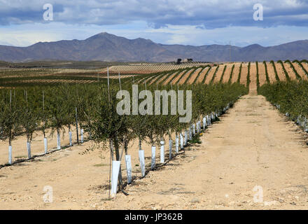 Rolling landscape with lines of newly planted olive trees, near Tabernas, Almeria, Spain Stock Photo