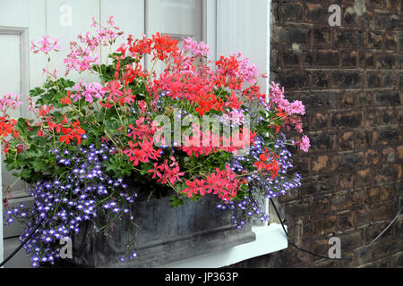 Window box filled with pelargoniums and lobelia flowers at a house on Colebrooke Row in Islington, North London N1 England UK  KATHY DEWITT Stock Photo