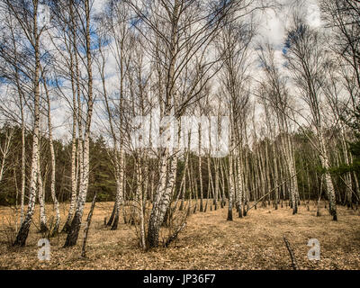 Birch copse  in Polish forest in spring Stock Photo