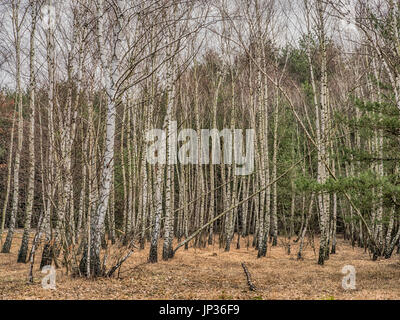 Birch copse  in Polish forest in spring Stock Photo