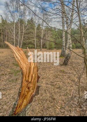 The uneven trunk of a broken tree with  a birch pine forest in a background Stock Photo