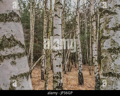 Birch copse  in Polish forest in spring Stock Photo