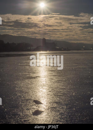 A seagull walking on  ice sheet of a frozen fjord in Oslo at the time of a sunrise Stock Photo